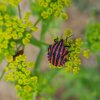 Punaise arlequin. mon jardin. Fabrice Godet